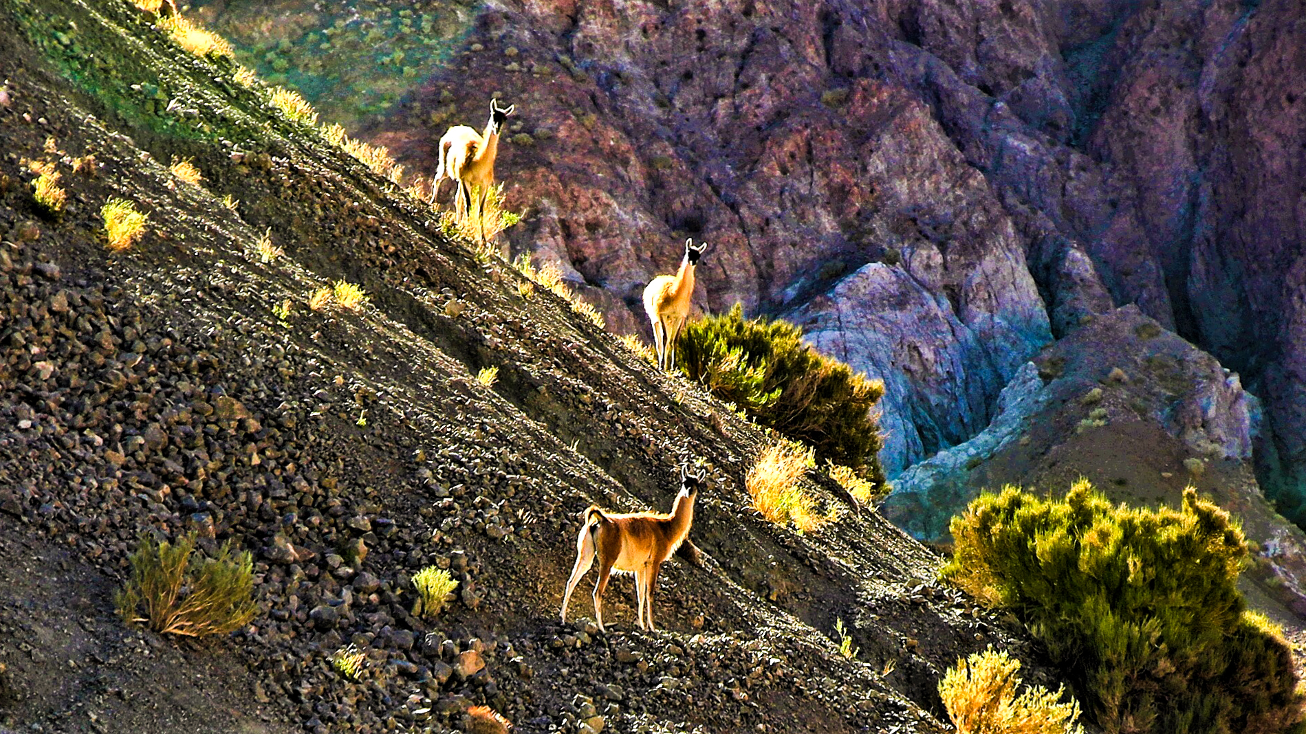 Slide Image